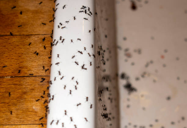 Best Pest Control Treatment  in Moxee, WA