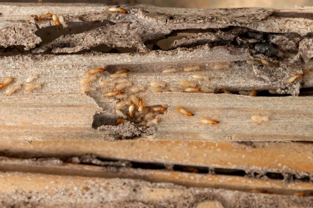 Best Emergency Pest Control  in Moxee, WA