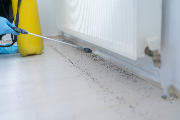 Best Affordable Pest Control Services  in Moxee, WA