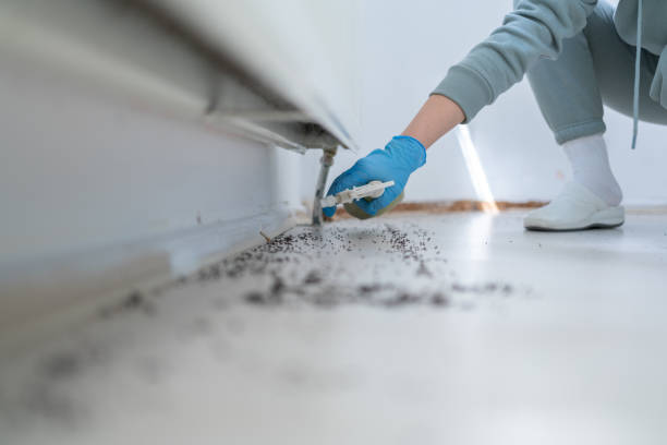 Best Rat Extermination Near Me  in Moxee, WA